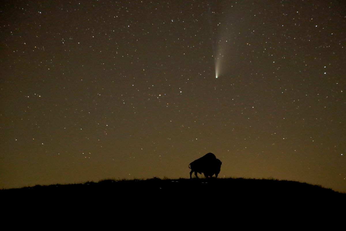 A comet flies through the night sky above a bison on a prairie.